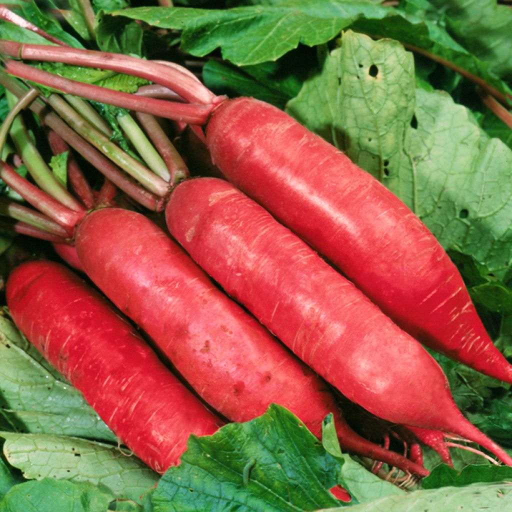 Chinese Dragon' F1 Radish - Pink Radish from China