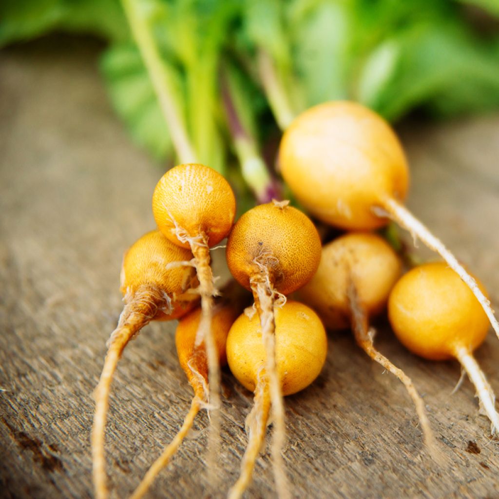 Golden Yellow Oval Radish