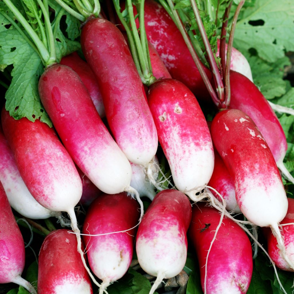 Kiva Radish - Vilmorin seeds