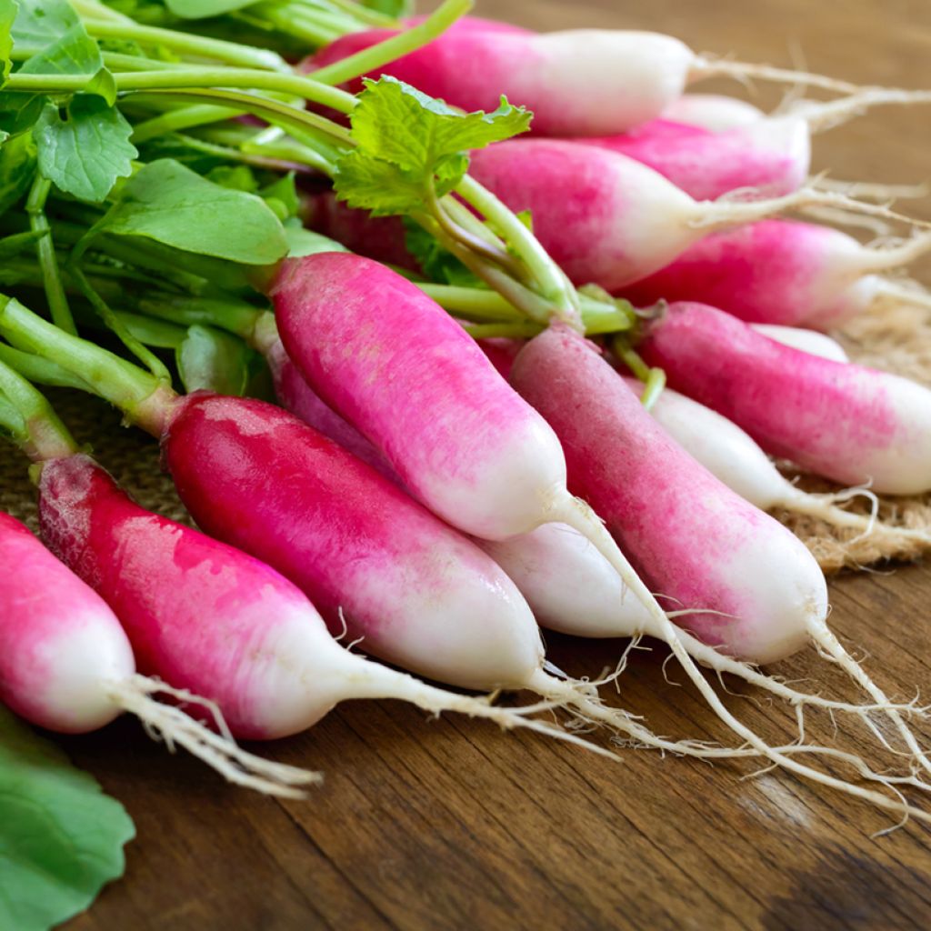 Radish Lavergne - Vilmorin Seeds