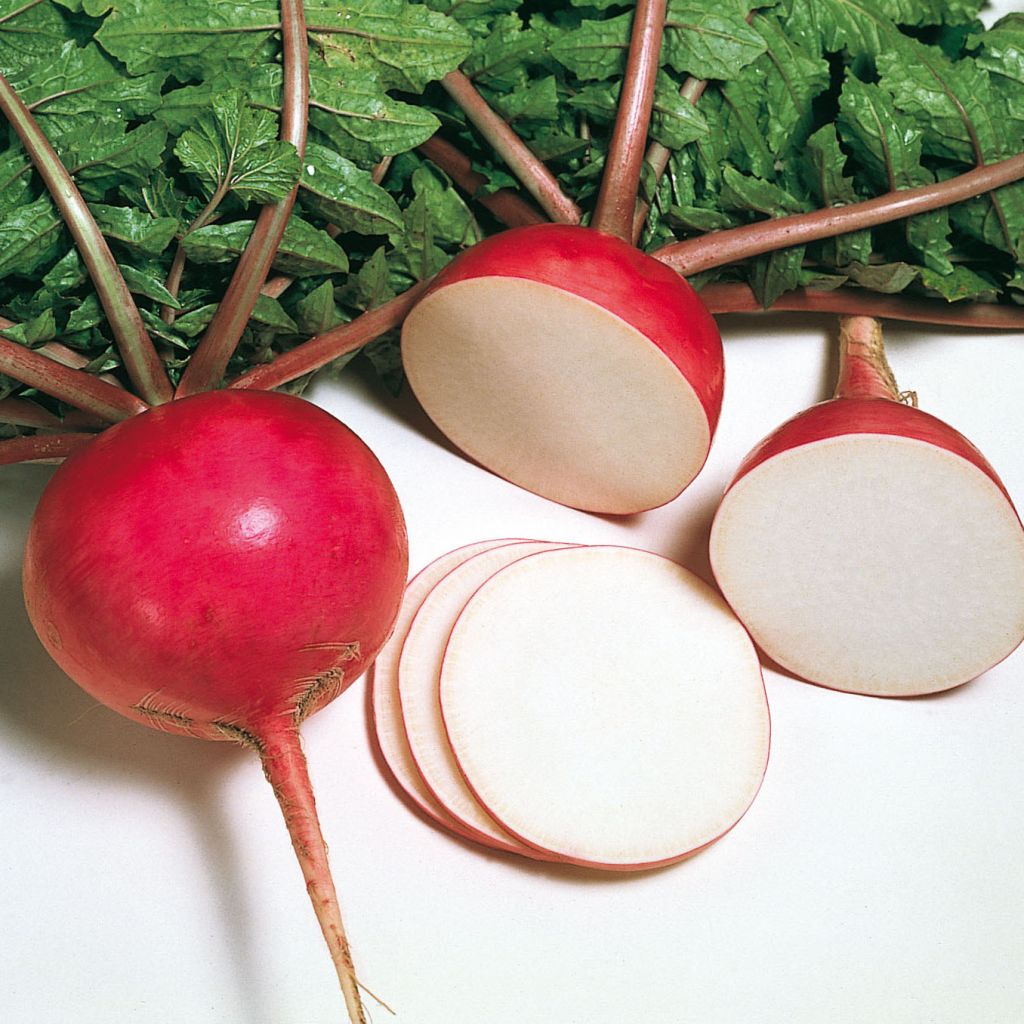 Misato Red NT Radish