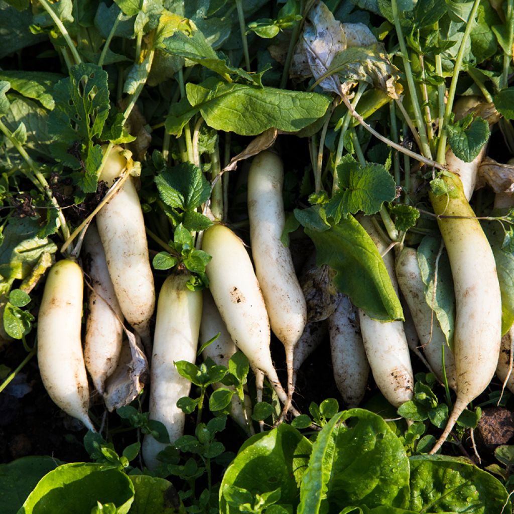 Mooli Radish Neptune F1