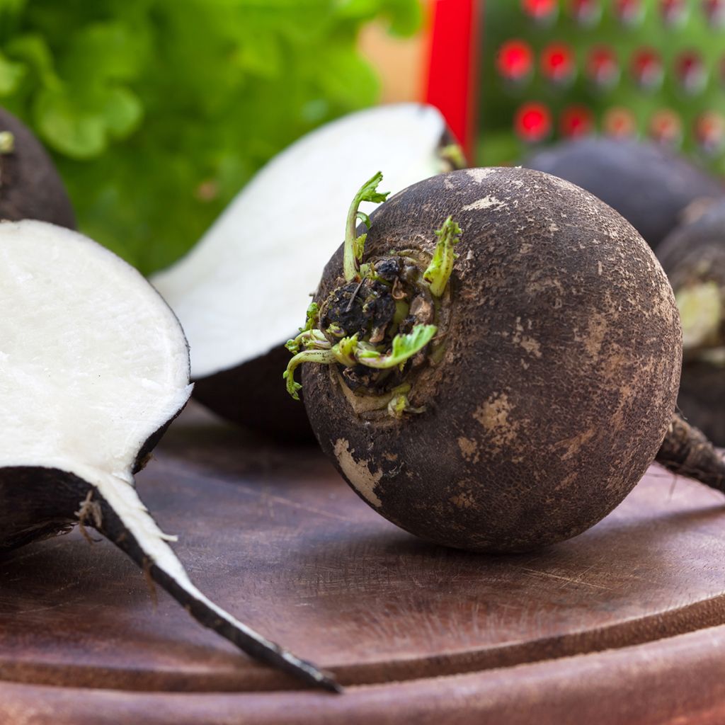 Radish Round Black Spanish