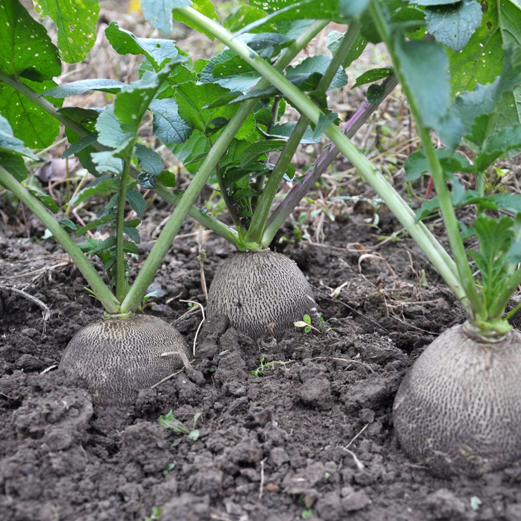 Radish Round Black Spanish
