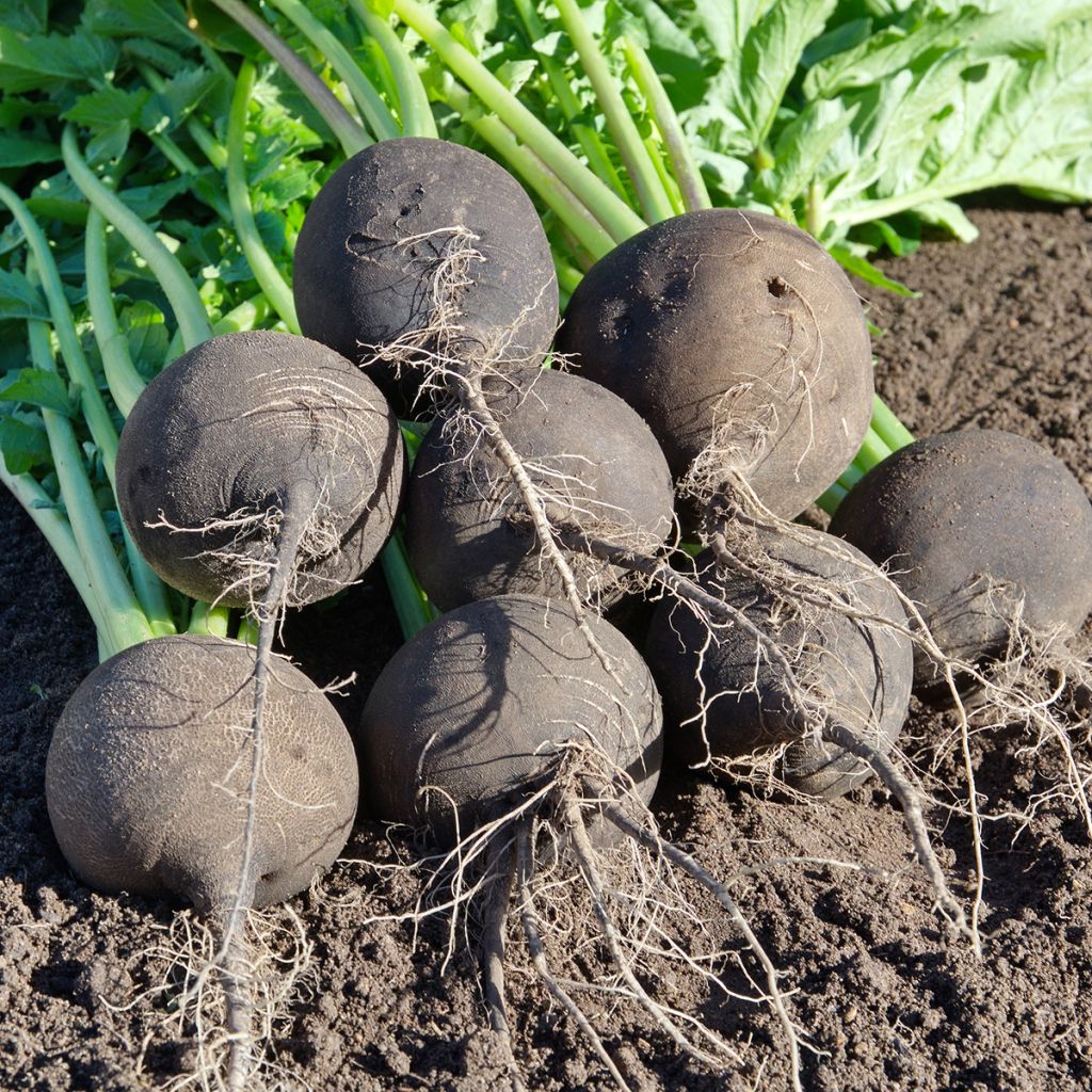 Radish Round Black Spanish