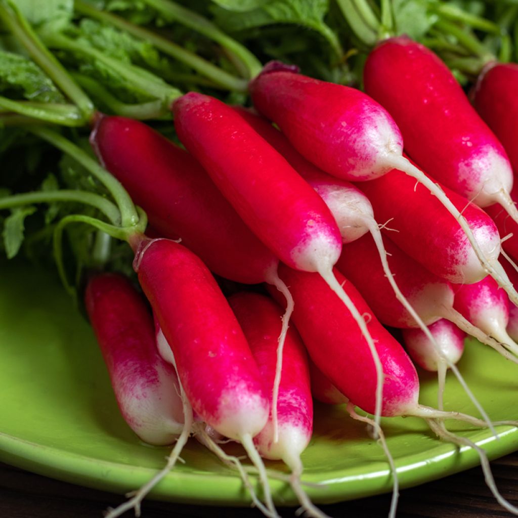 Pontvil Radish - Vilmorin seeds