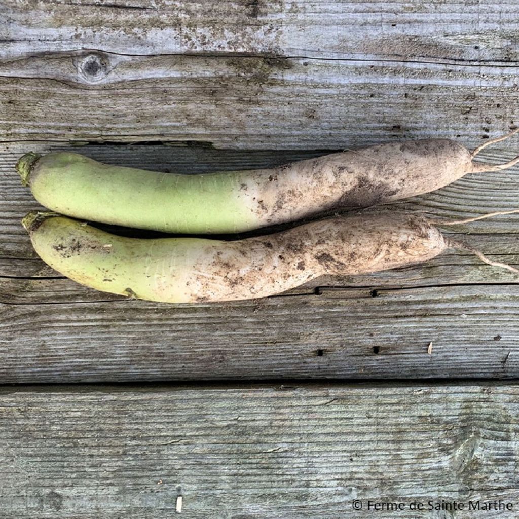 Radis Rave blanc Daïkon Mino Early Bio - Ferme de Sainte Marthe