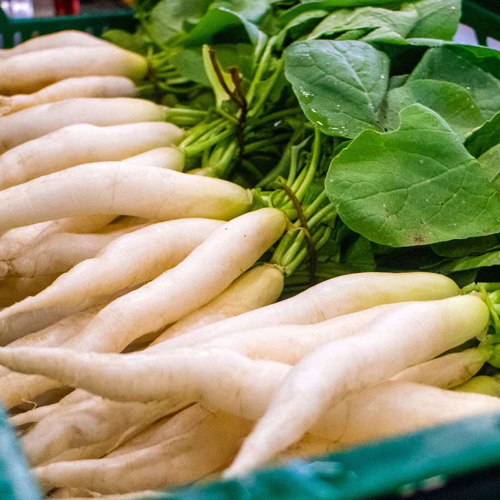 Transparent White Rave Radish