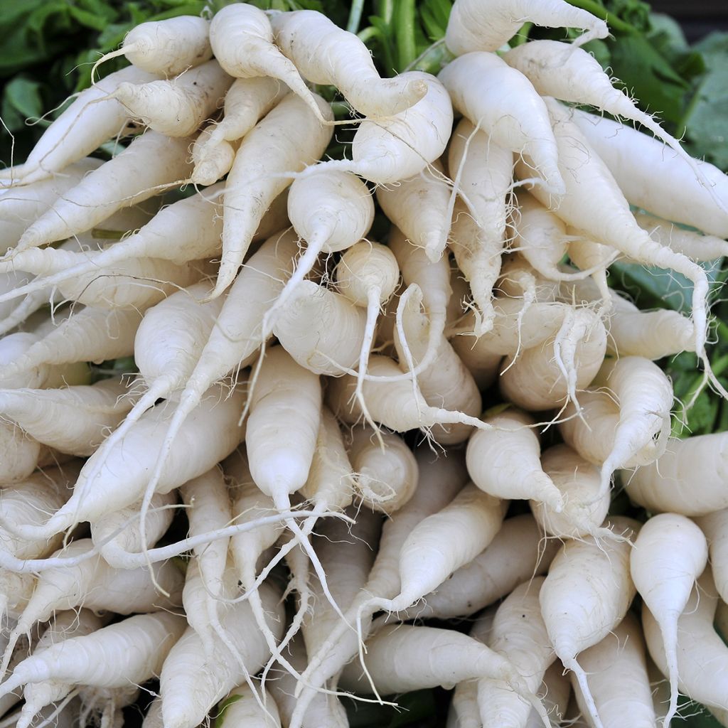 Transparent White Rave Radish