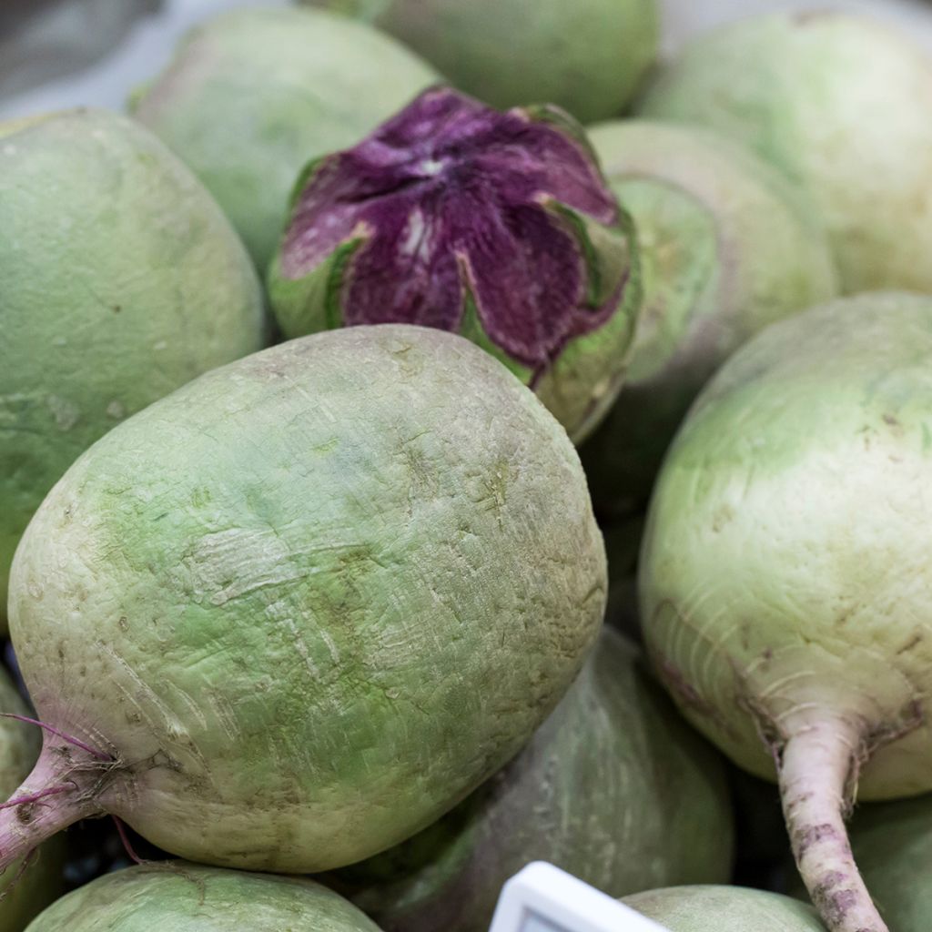 Radish Red Meat - Watermelon Radish