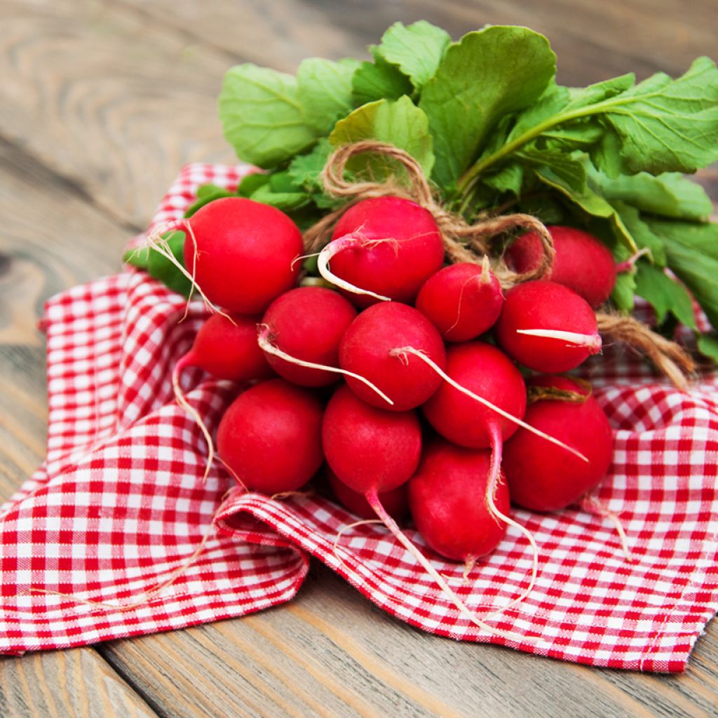 Scarlet Globe Radish