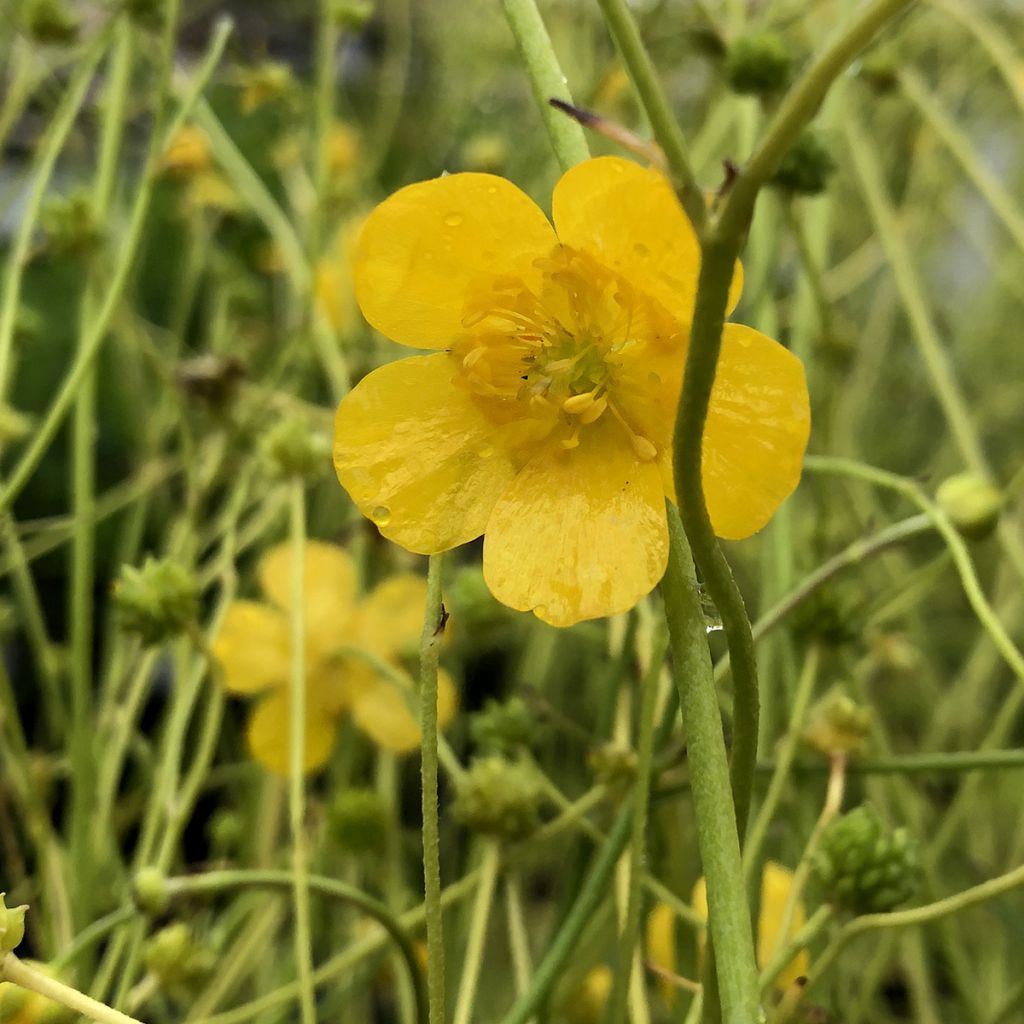 Ranunculus acris - Bouton d'or