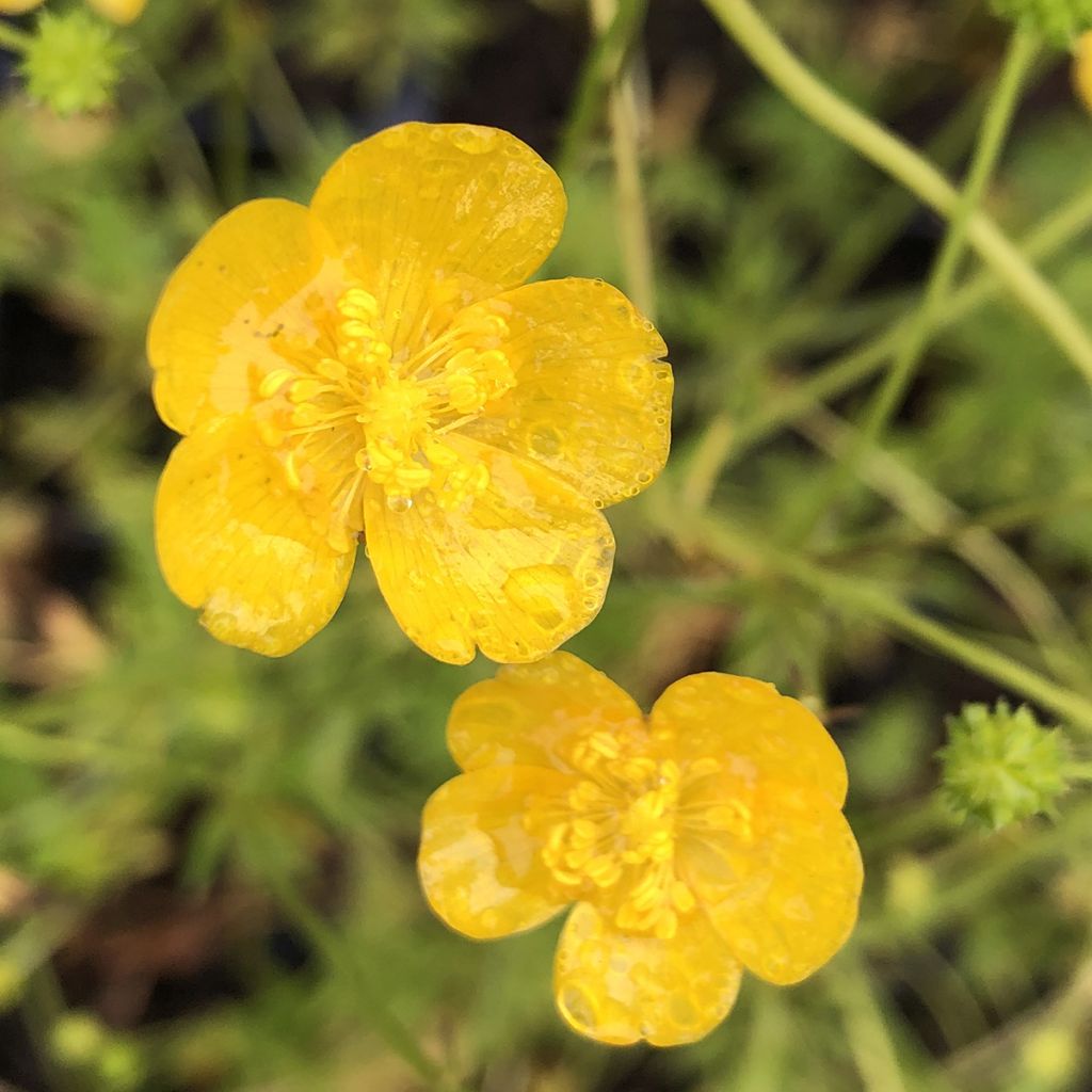 Ranunculus acris - Bouton d'or