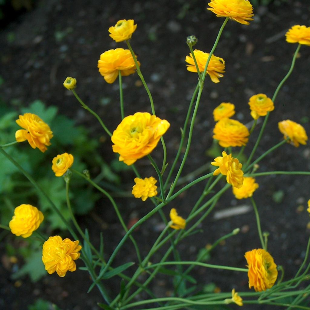 Ranunculus acris Multiplex - Bouton d'or