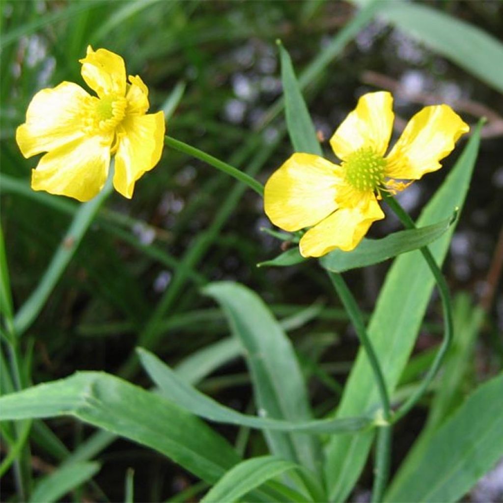 Ranunculus lingua - Grande douve