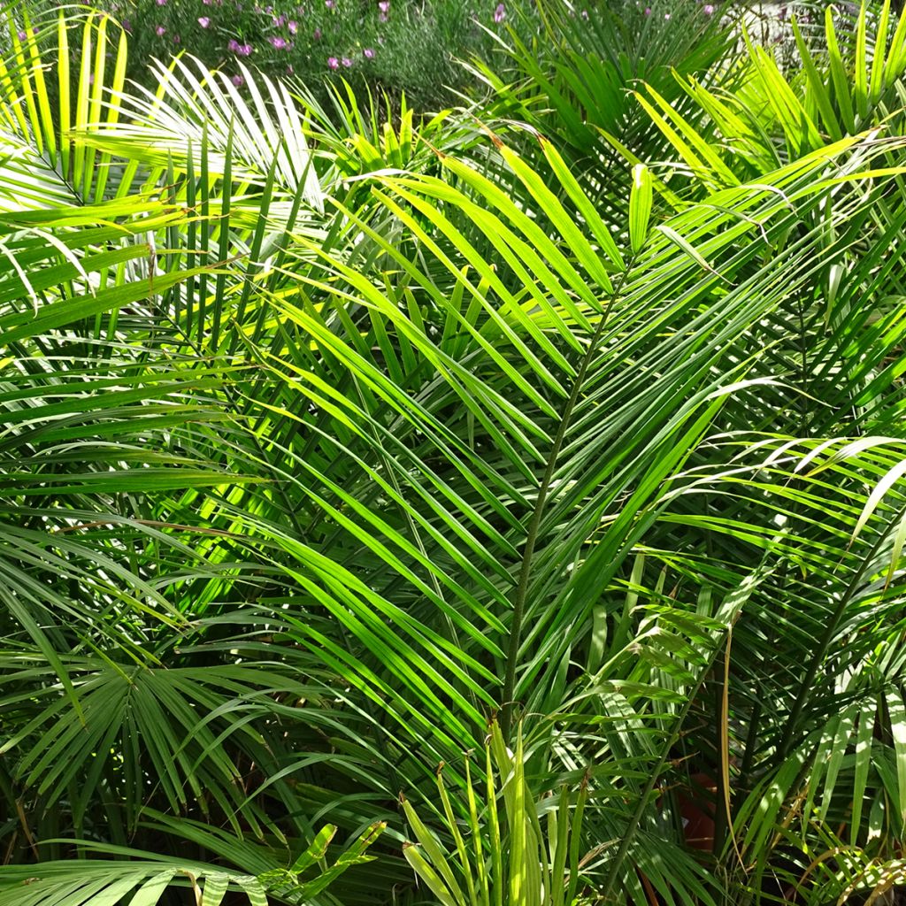 Ravenea rivularis - Majestic Palm