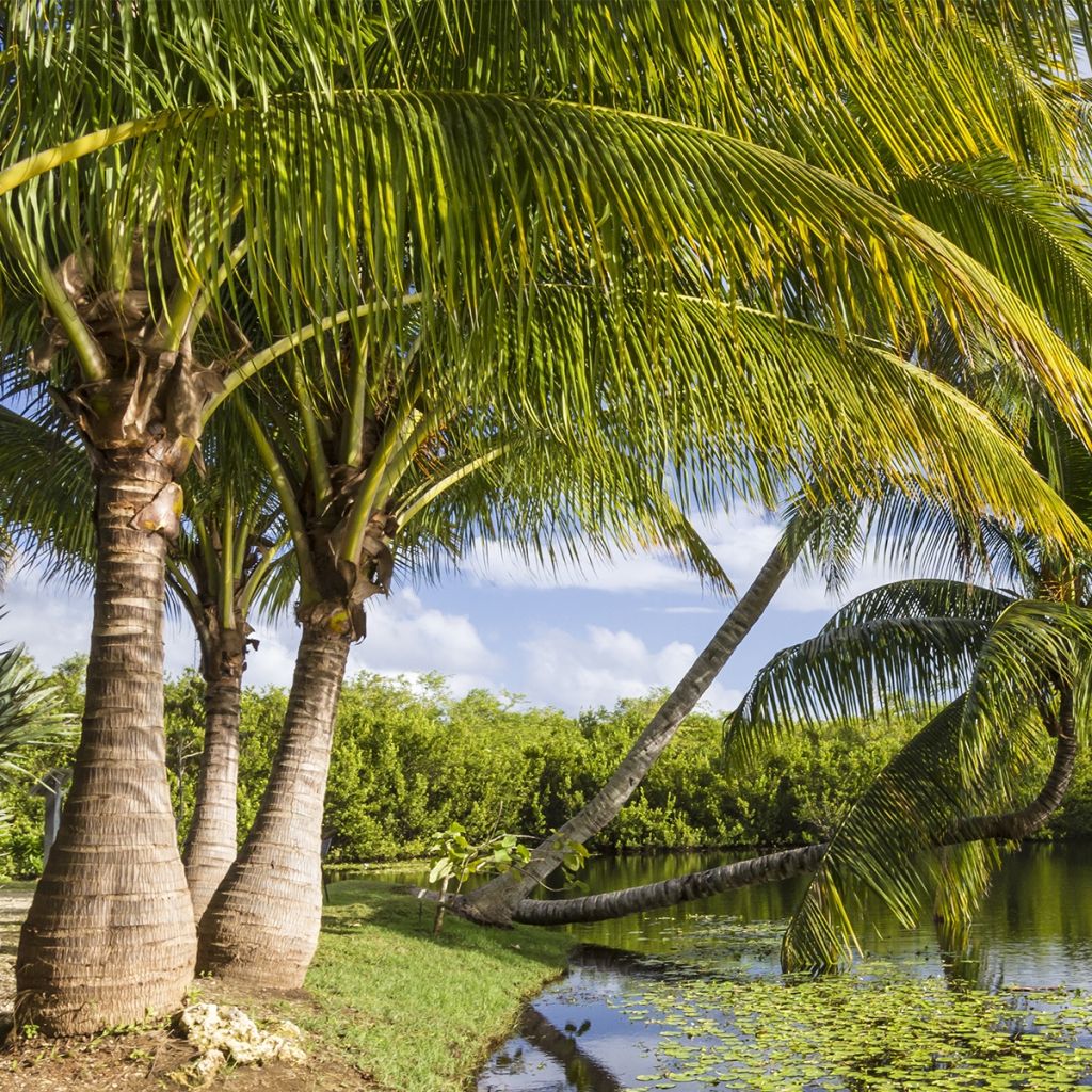 Ravenea rivularis - Majestic Palm