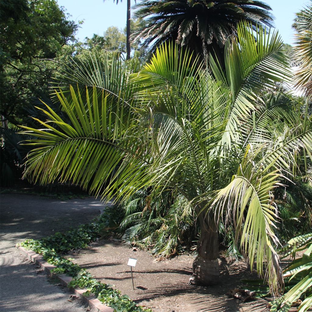 Ravenea rivularis - Majestic Palm