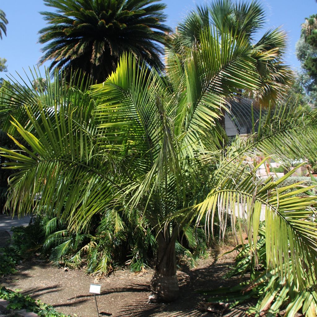 Ravenea rivularis - Majestic Palm