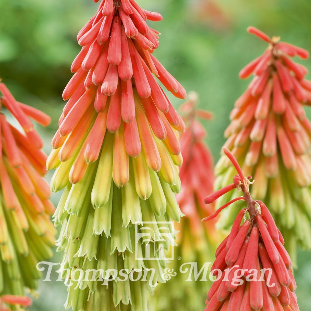 Kniphofia Traffic Lights - Red Hot Poker seeds