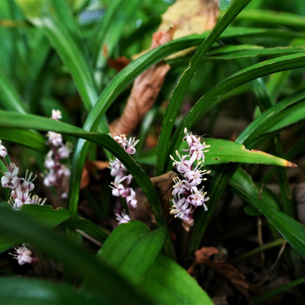 Reineckea carnea - Chinese Lucky Grass