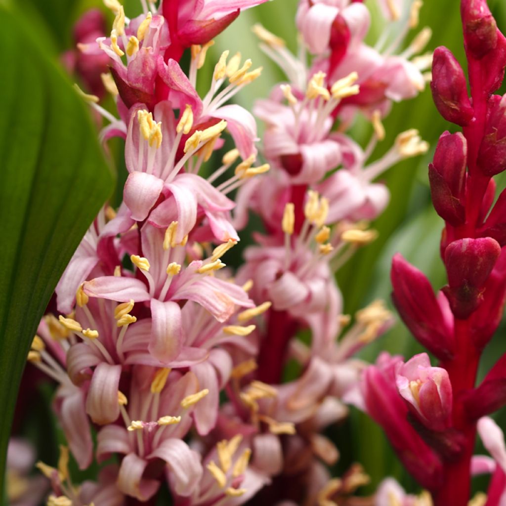 Reineckea carnea - Chinese Lucky Grass