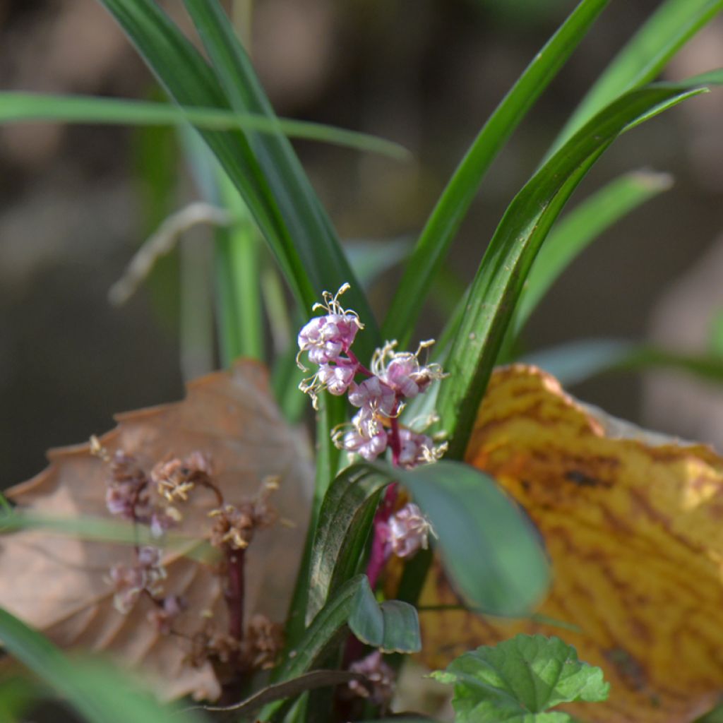 Reineckea carnea - Chinese Lucky Grass