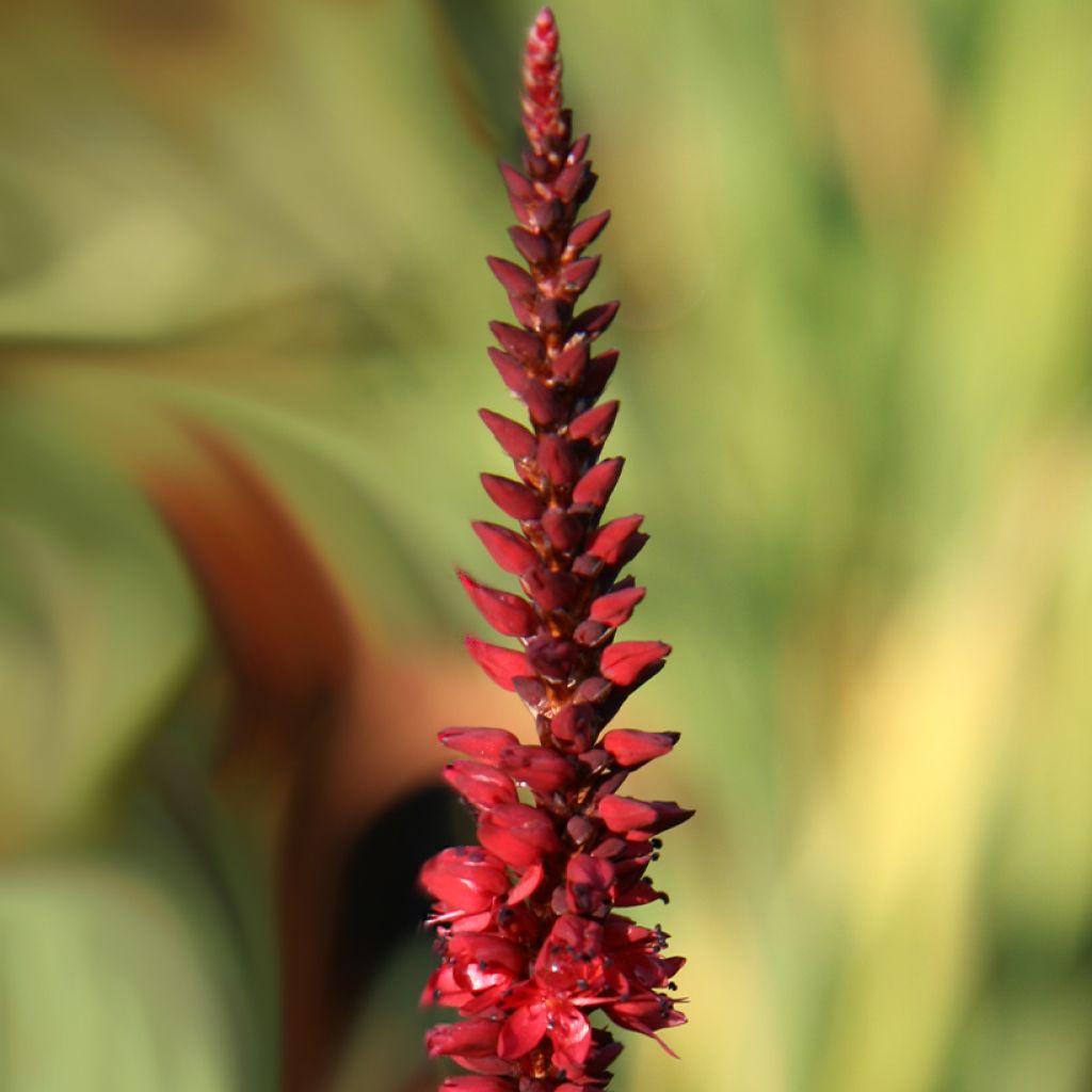 Renouée - Persicaria amplexicaulis Black Dreams