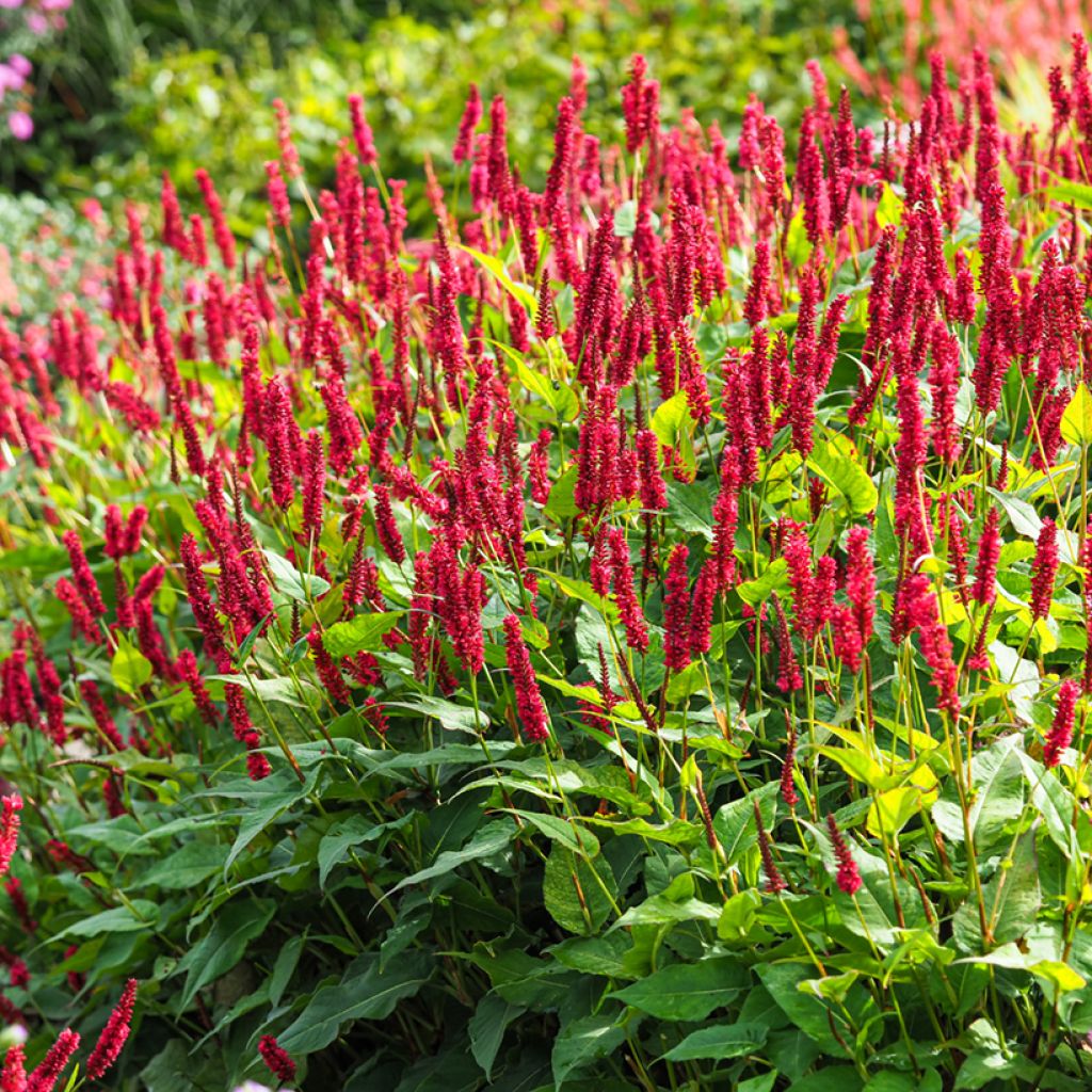 Renouée - Persicaria amplexicaulis Vesuvius