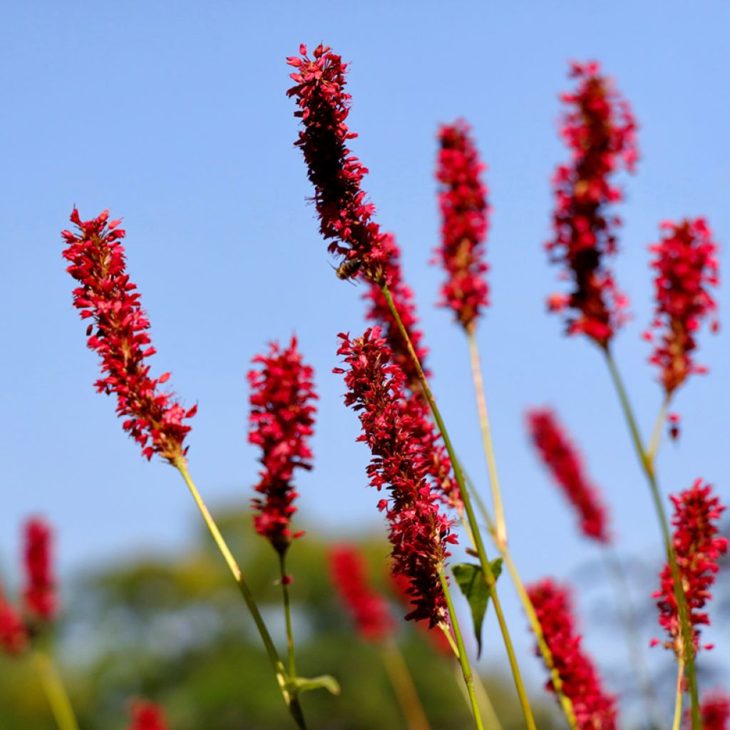 Renouée - Persicaria amplexicaulis Vesuvius