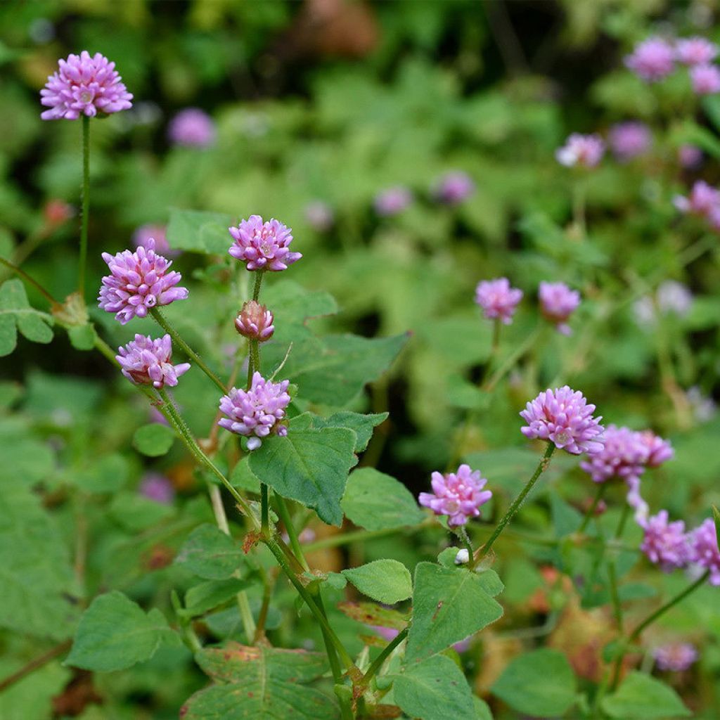 Renouée - Persicaria runcinata