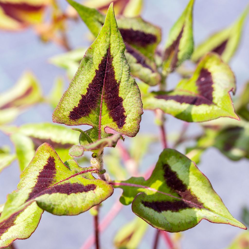 Renouée - Persicaria runcinata Yunnan Giant