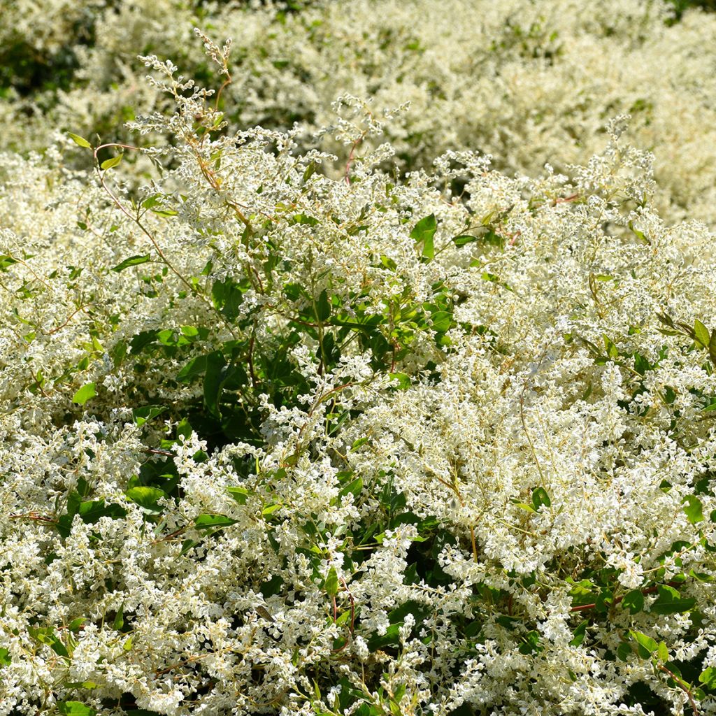 Fallopia aubertii