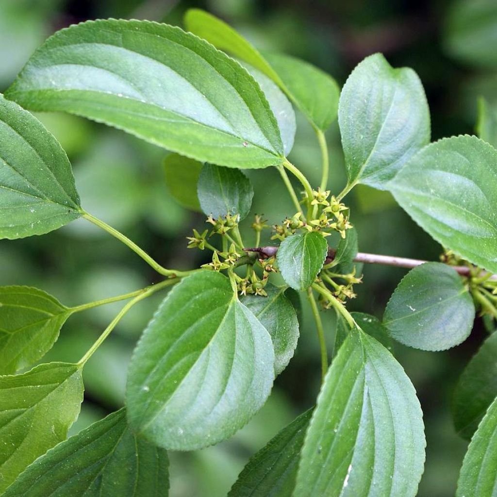 Rhamnus catharticus - Nerprun purgatif, cathartique, officinal 