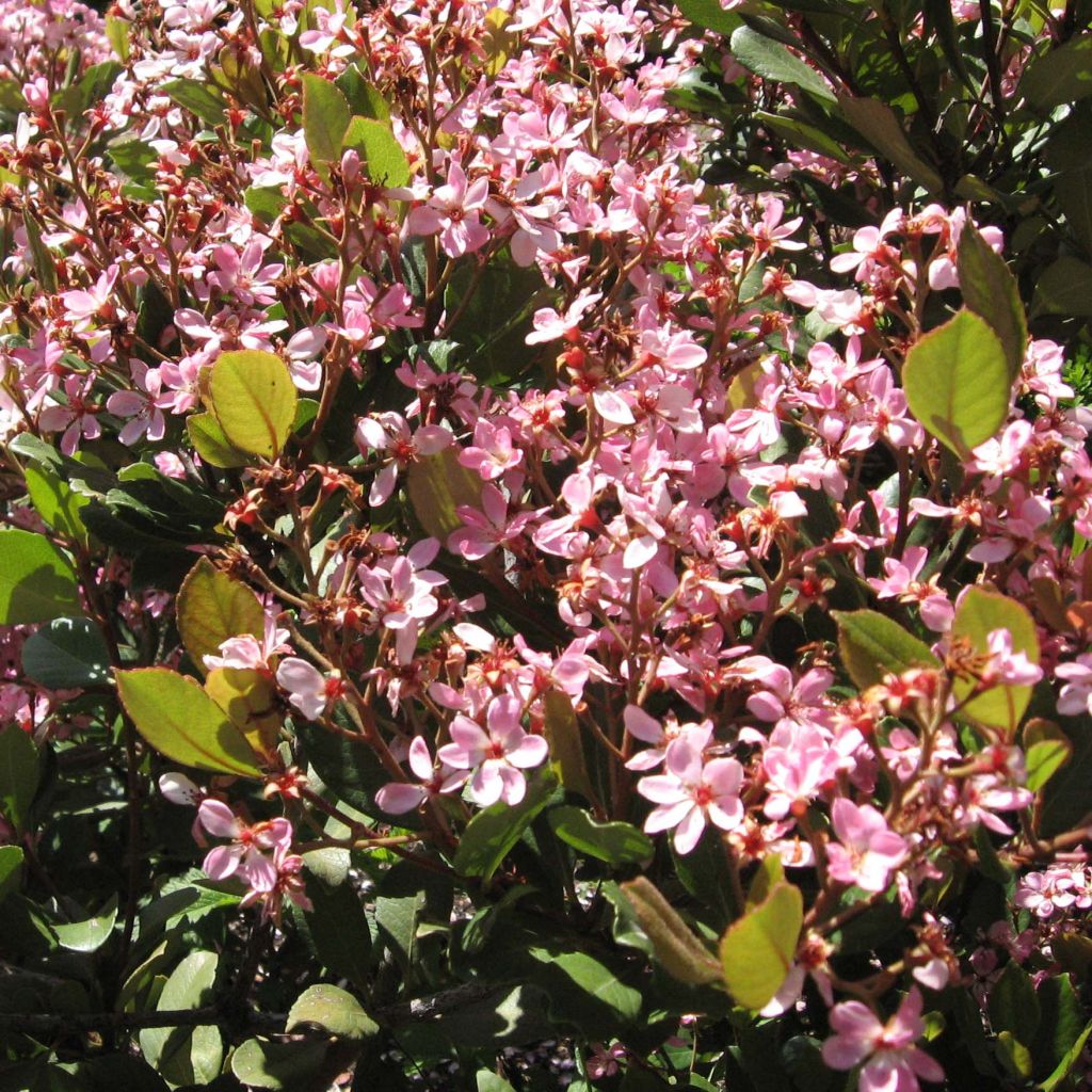 Rhaphiolepis indica Springtime