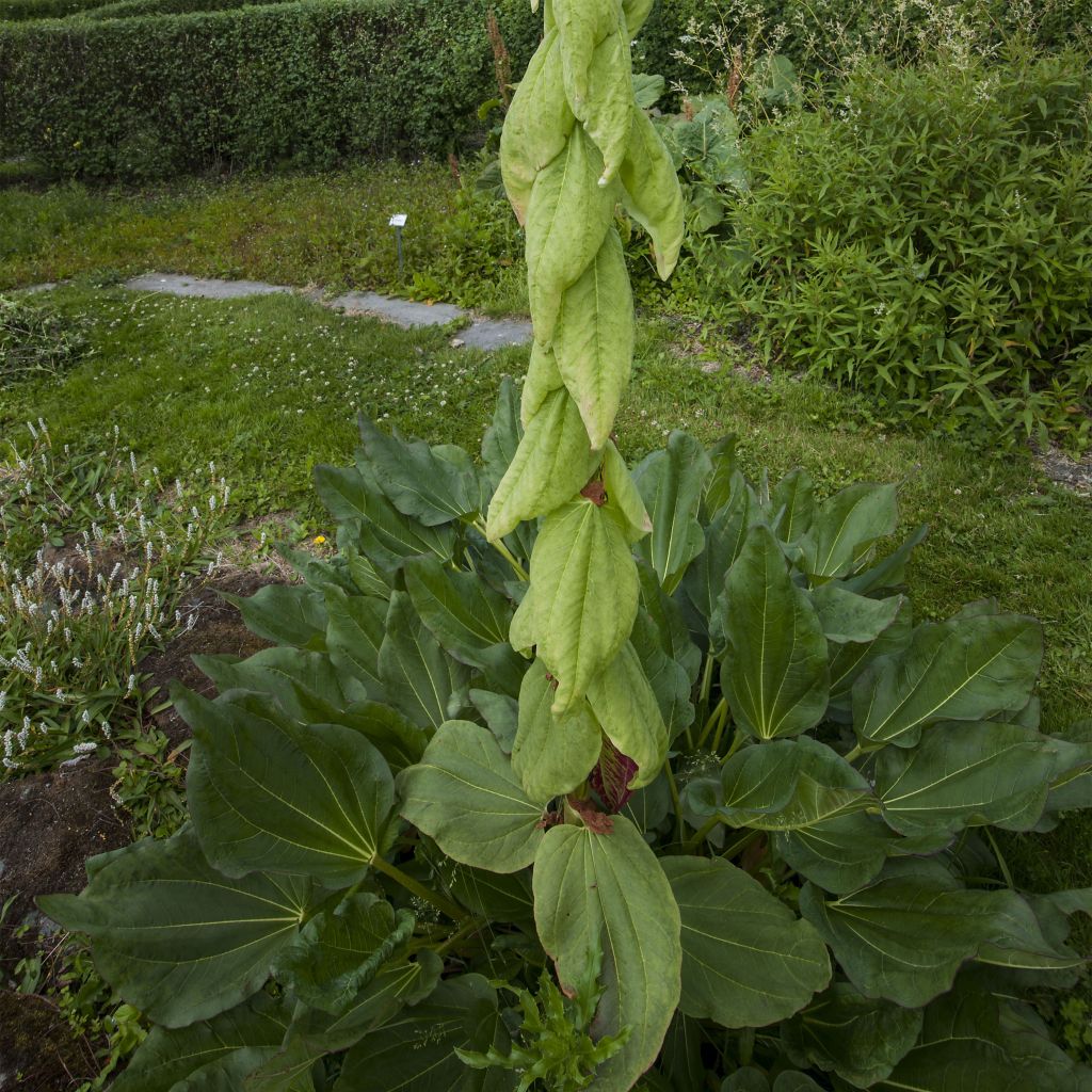 Rhubarbe décorative - Rheum alexandrae