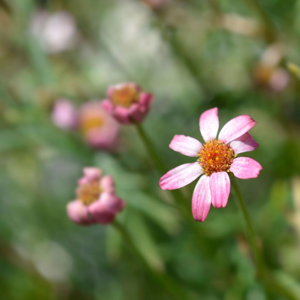 Rhodanthemum Marrakesh - Marguerite du Maroc hybride