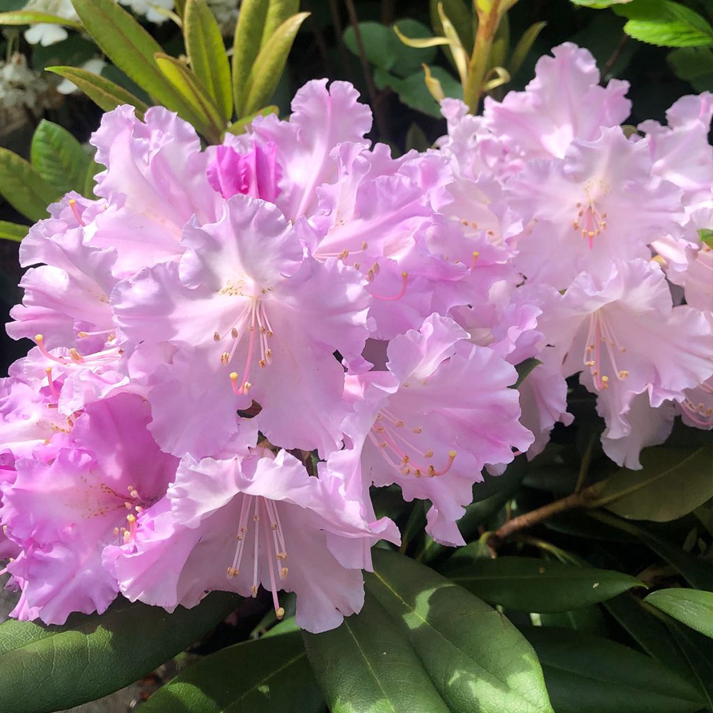 Rhododendron yakushimanum Caroline Allbrook - Rhododendron nain