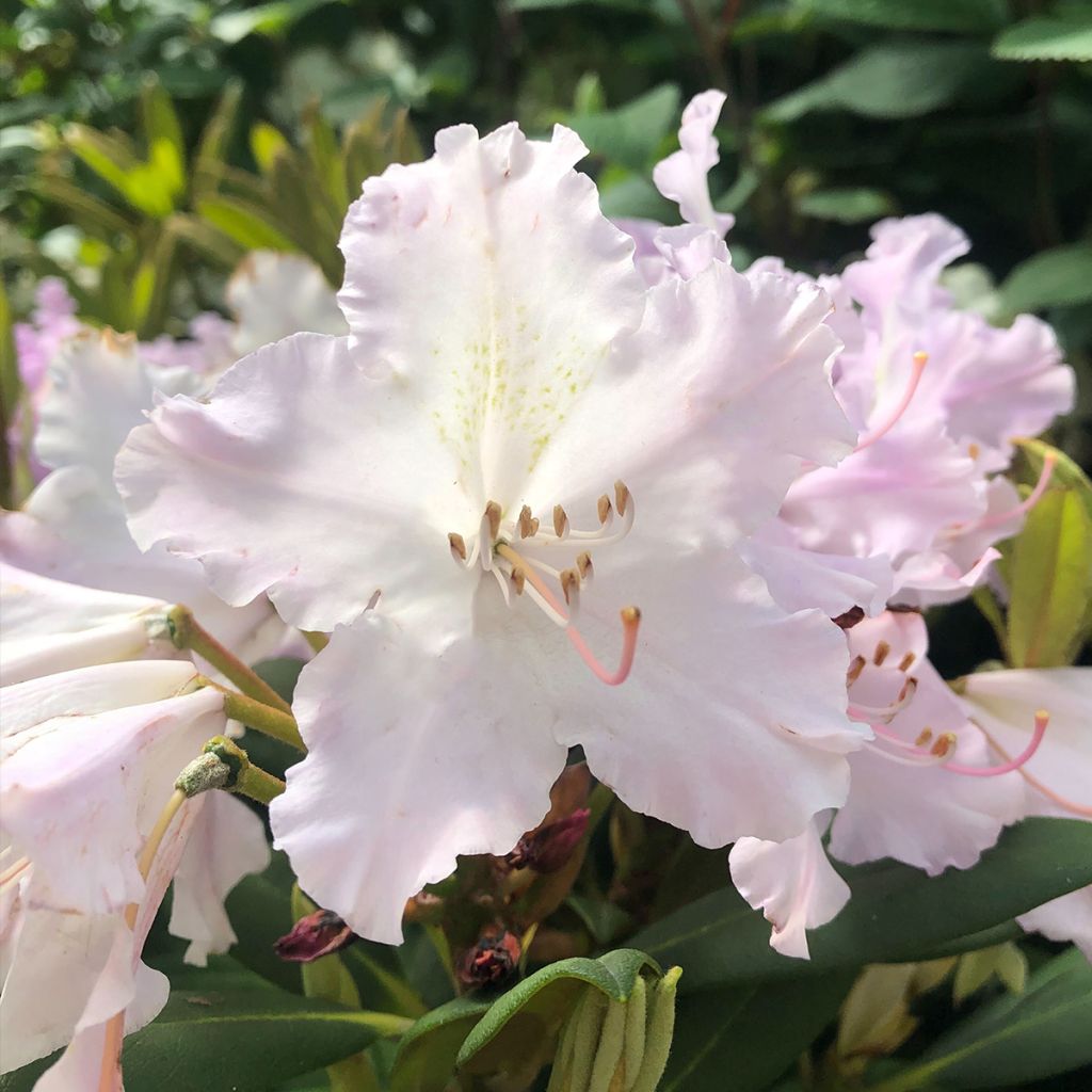 Rhododendron yakushimanum Caroline Allbrook - Rhododendron nain