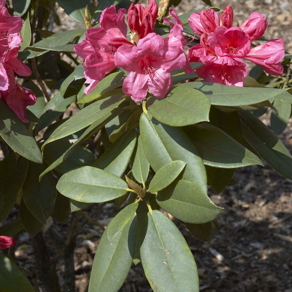 Rhododendron Anna Rose Whitney