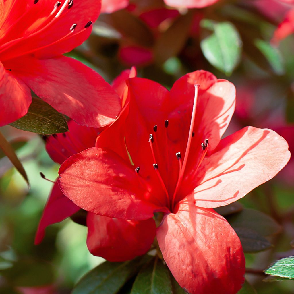 Rhododendron Ardeur