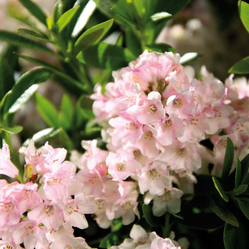 Rhododendron Bloombux