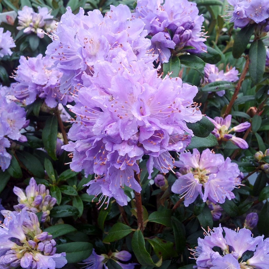 Rhododendron Blue Tit