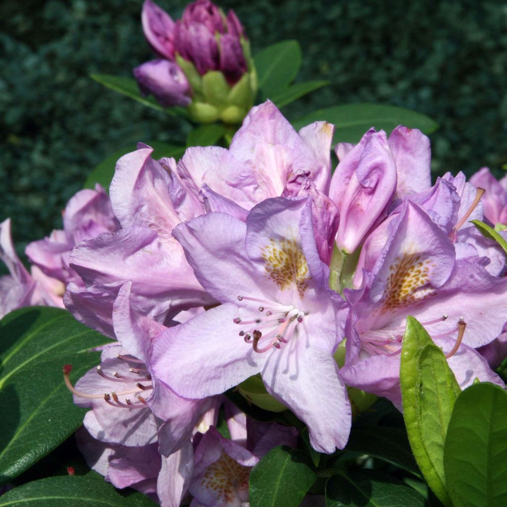 Rhododendron catawbiense Grandiflorum - Large-flowered rhododendron