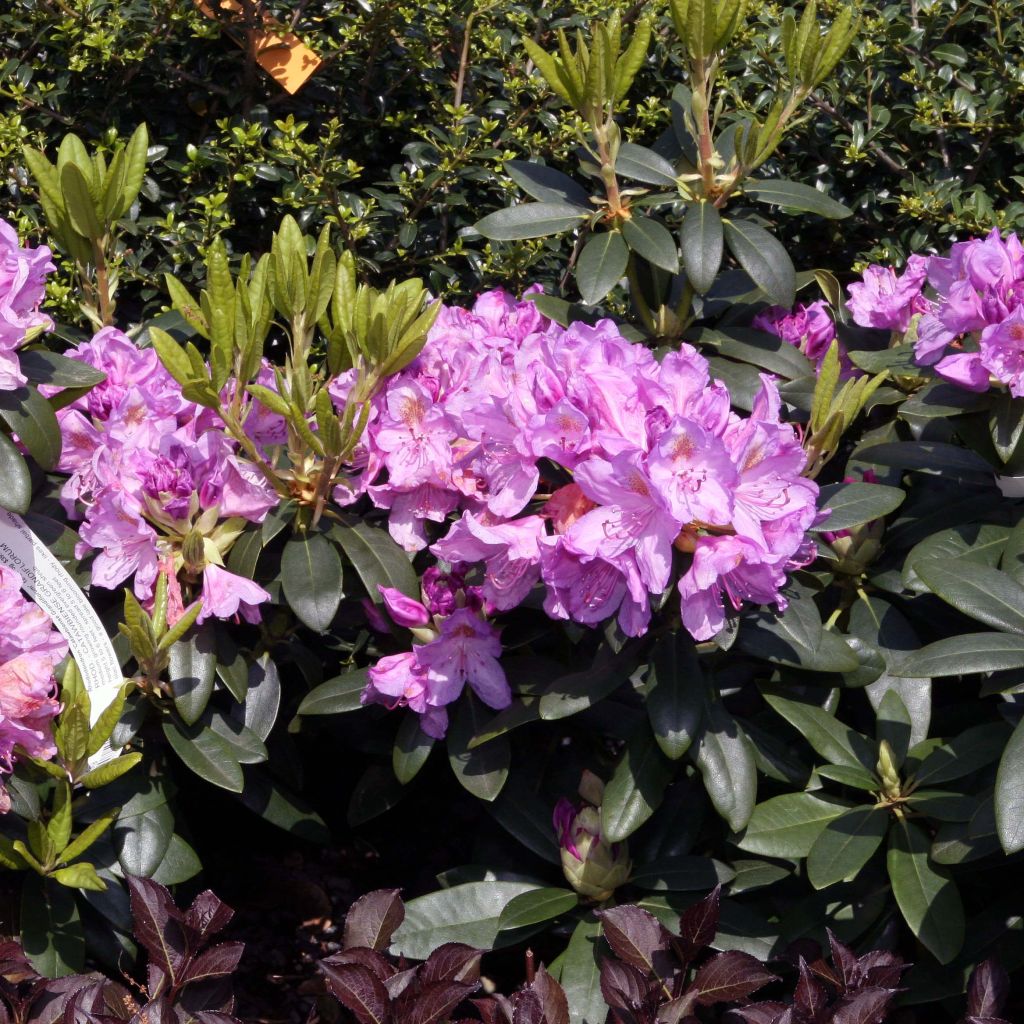Rhododendron catawbiense Grandiflorum - Large-flowered rhododendron