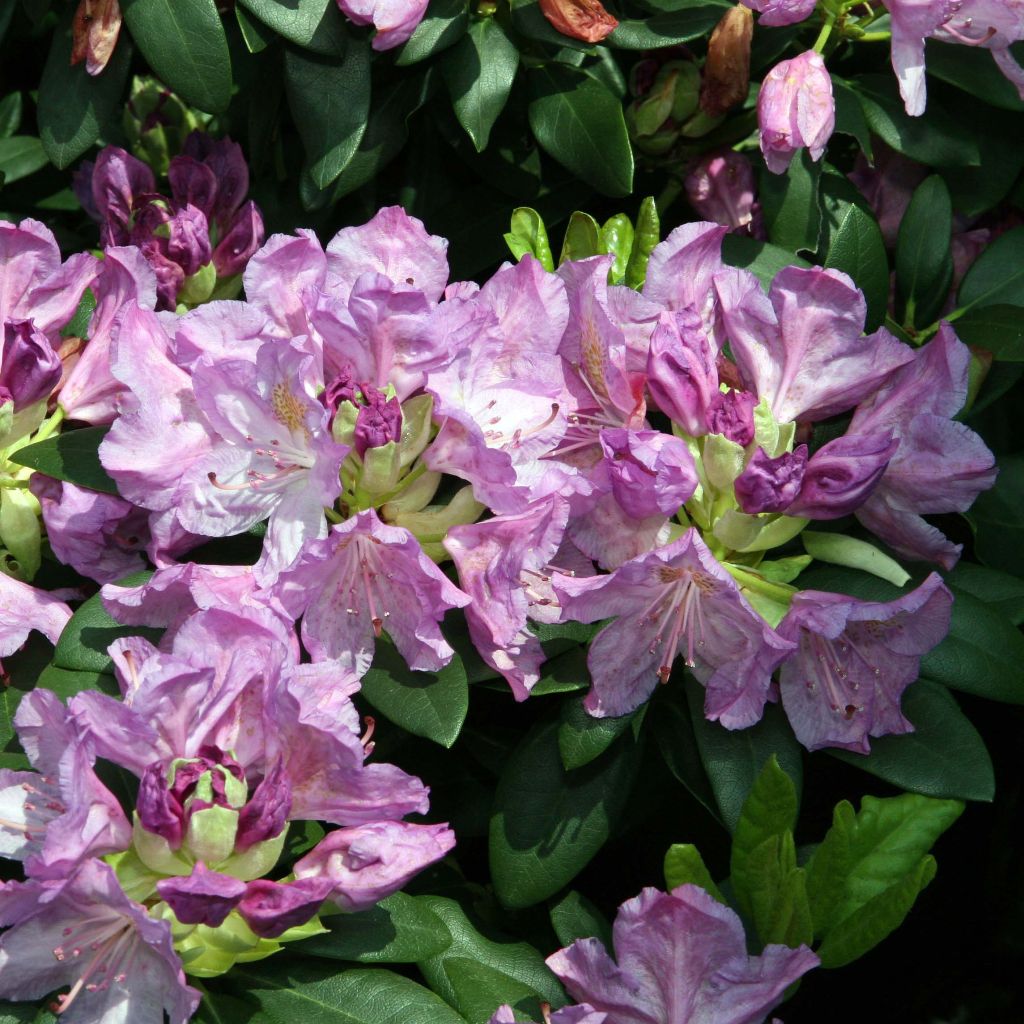 Rhododendron catawbiense Grandiflorum - Large-flowered rhododendron