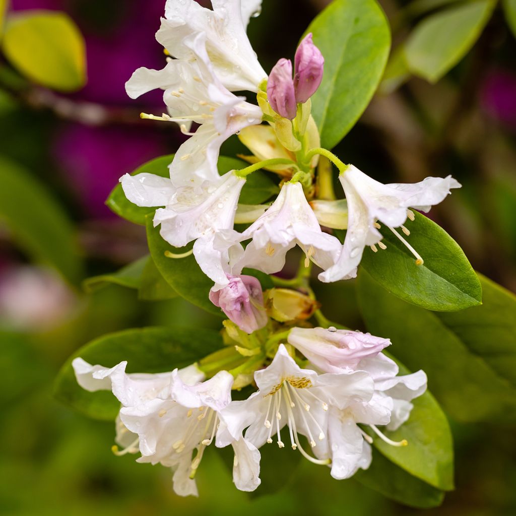 Rhododendron Cunninghams White