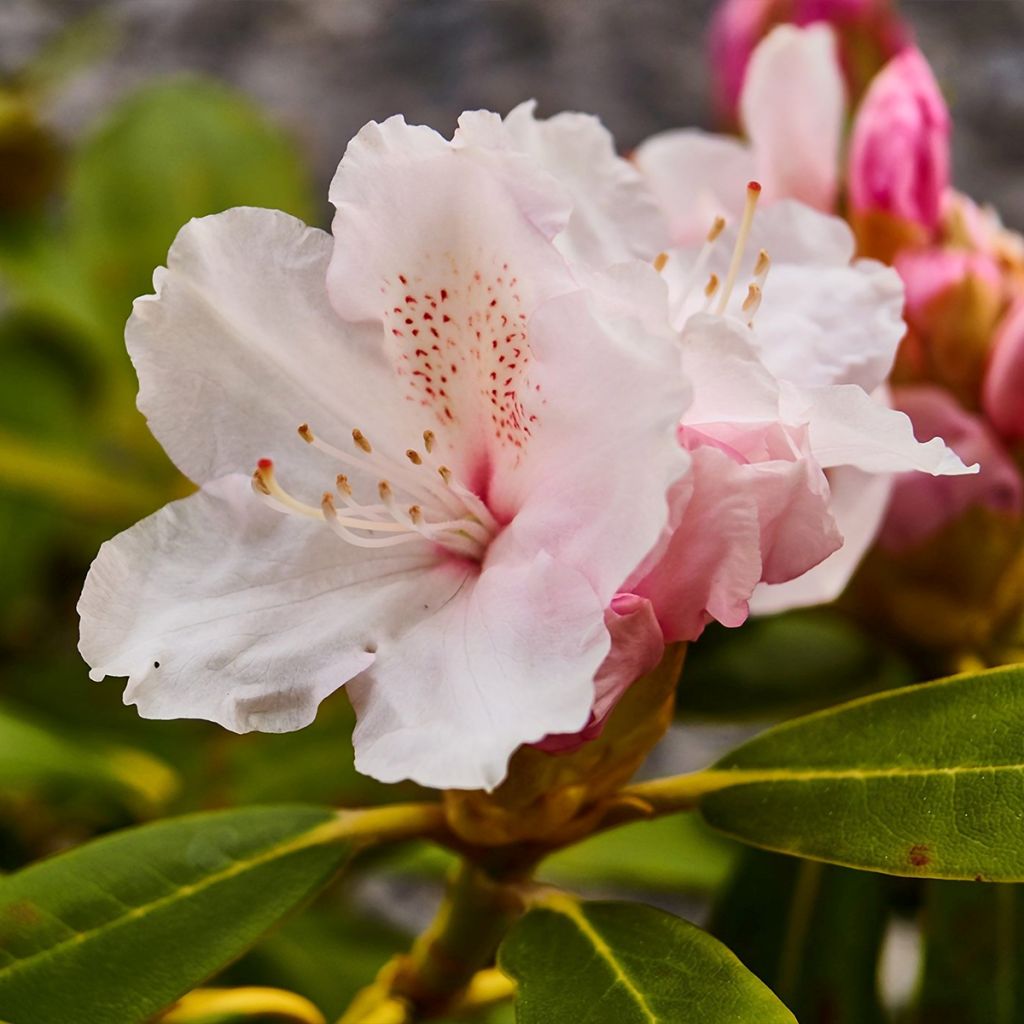 Rhododendron Cunninghams White