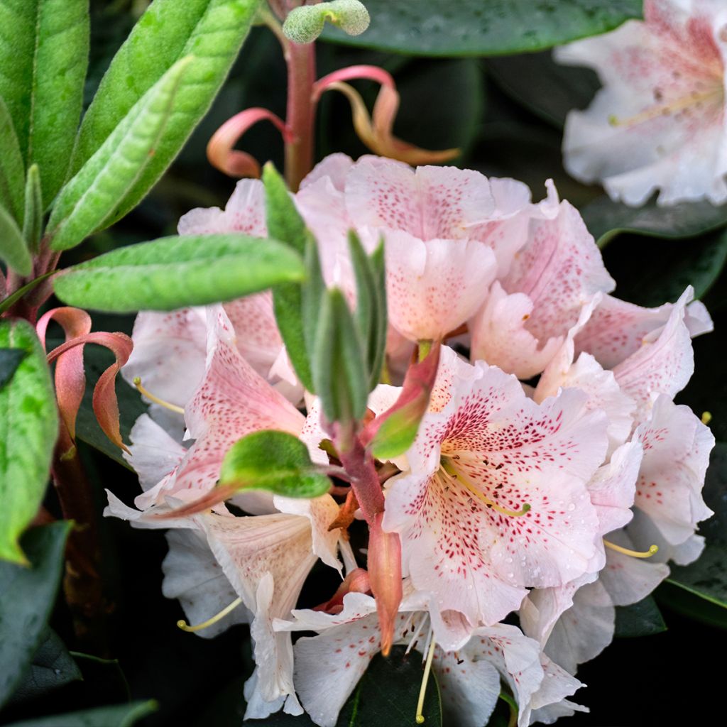 Rhododendron Cunninghams White