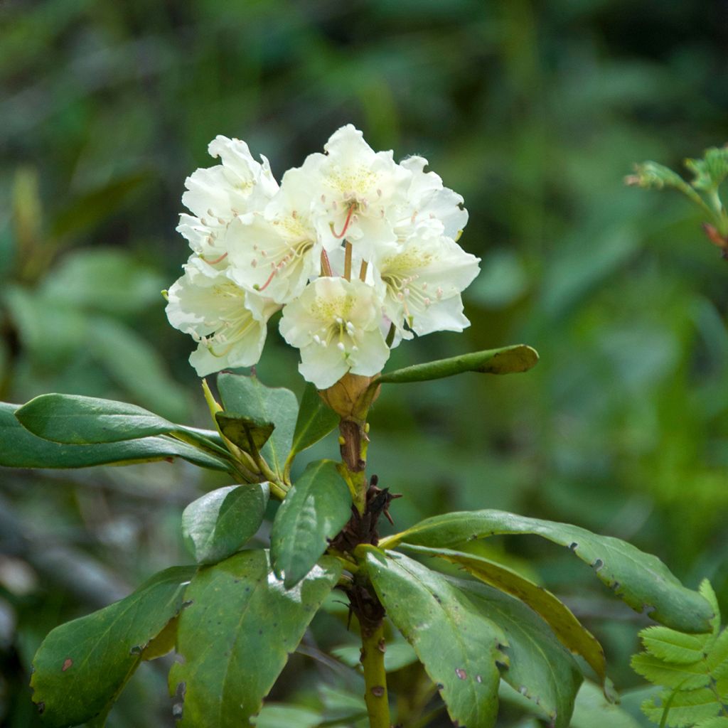 Rhododendron Cunninghams White